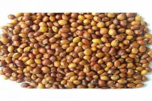 Pigeon Peas from India